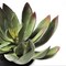 Artificial Echeveria Black Prince 6&#x22; Succulent in Pot - Perfect for Home Office, Desk, Shelf, Apartment, Wedding Decor, Baby Shower Gifts